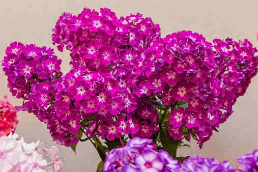 Флокс Успех