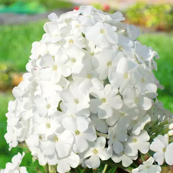 Флокс Ваше Благородие