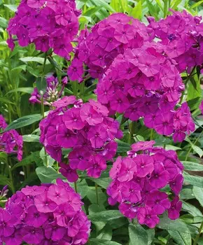 Флокс Венди