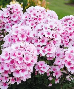 Флокс Ясные глаза