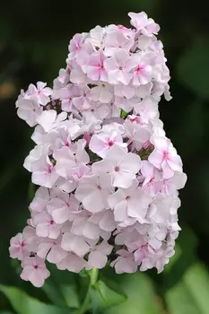 Флокс Зефир