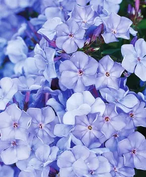 Флокс Звезда Парижа