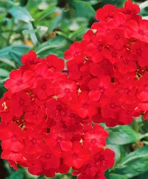 Флокс Звёздный огонь