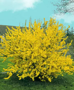 Форзиция промежуточная Мели д'Ор