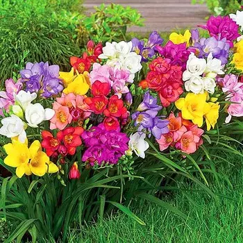 Фрезия Королевский бал набор