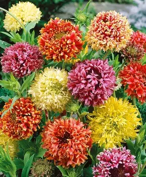 Гайлардия Лоренца набор