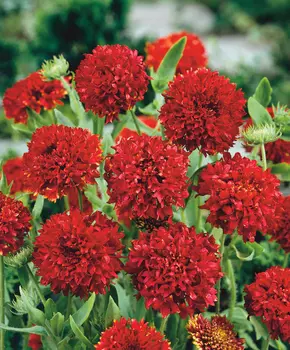 Гайлардия Плюмаж красная