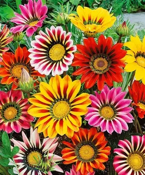 Газания Солнечный набор