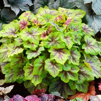 Гейхера Фаер Фрост