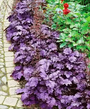 Гейхера Фиолетовый шатёр