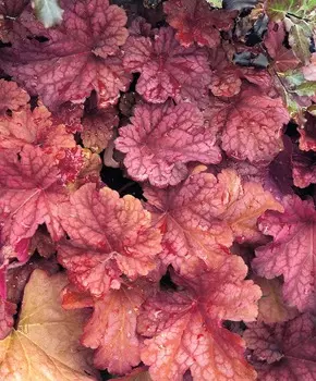 Гейхера Рио