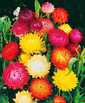 Гелихризум Швейцарский великан Яркий набор