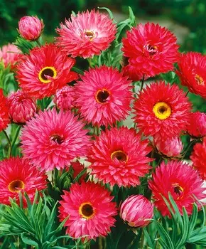 Гелиптерум Голиаф