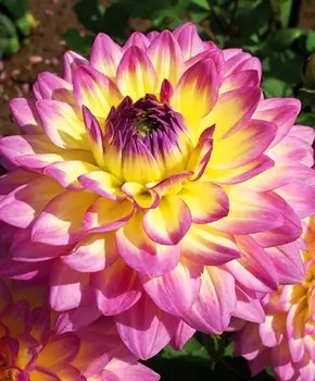 Георгин декоративный Цыганочка