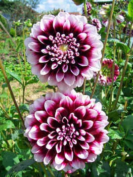 Георгин декоративный Эдинбург