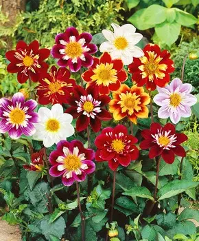 Георгин Денди Яркий набор