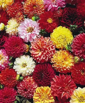 Георгин Экстрим набор