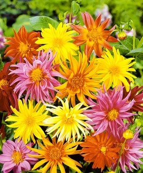 Георгин Кактус Яркий набор