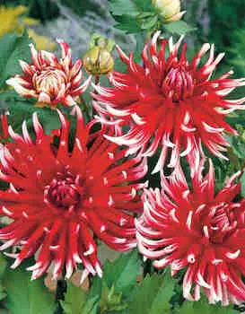 Георгин кактусовый Фрикволет