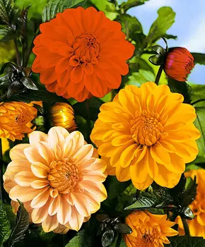 Георгин Красный мундир Яркий набор