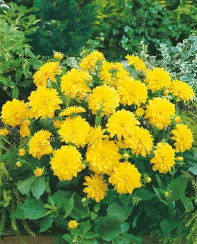 Георгин миниатюрный Сезанн