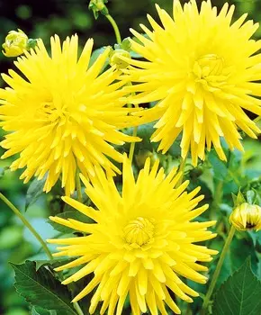 Георгин полукактусовый Кеннемер