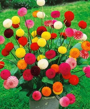 Георгин помпонный Яркий набор