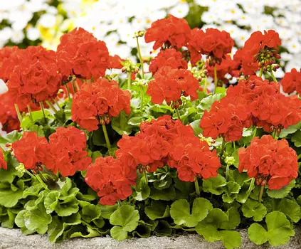 Герань Апаче Алая