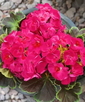 Герань Буллз ай Вишнёвый