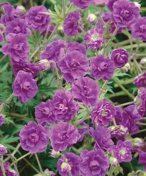 Герань гималайская