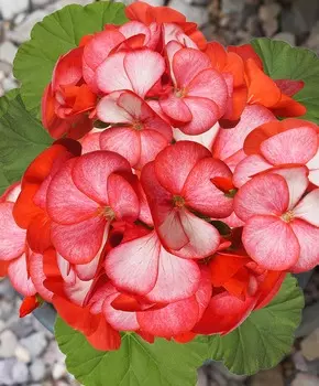 Герань Маверик Скарлетт пикоти