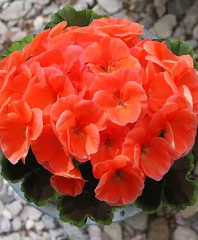 Герань Ночь Лососевая