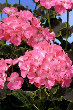 Герань Ночь Розовая