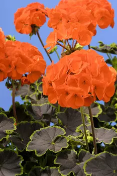 Герань Ночь Скарлетт