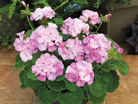 Герань Пинто премиум Лаванда