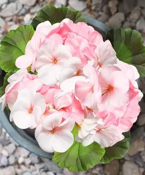 Герань Пинто премиум Розово-белый