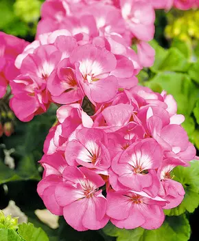 Герань Прекрасные славянки Павла