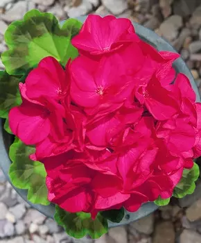 Герань Ринго Фиолетовая