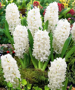 Гиацинт Айолос