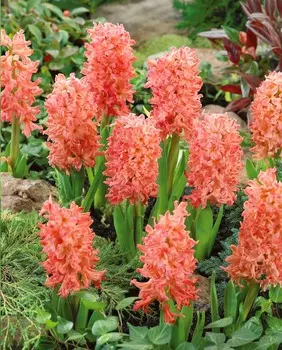 Гиацинт Цыганская королева