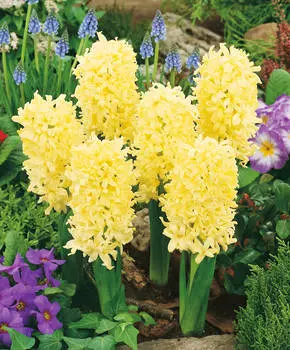 Гиацинт Джипси принцесс