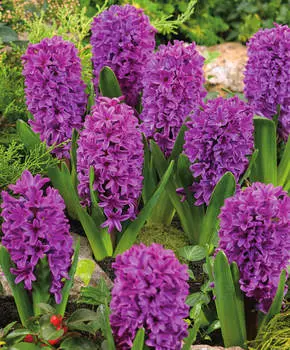 Гиацинт Мисс Сайгон