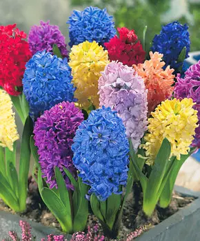 Гиацинт Набор Гуашь