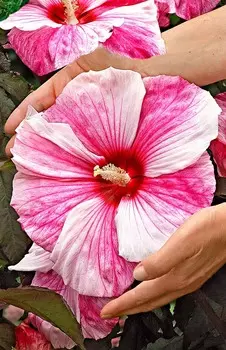 Гибискус Коппер кинг