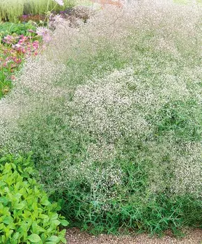 Гипсофила Снежинка