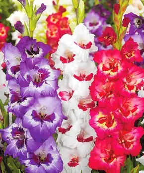 Гладиолус Бабочки набор