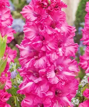 Гладиолус Грозный