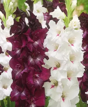 Гладиолус Идиллия набор