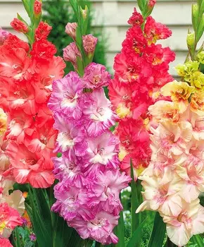 Гладиолус Розовое кружево набор