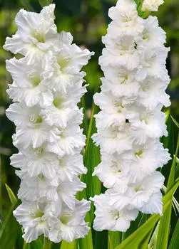 Гладиолус Св. Дмитрий Солунский